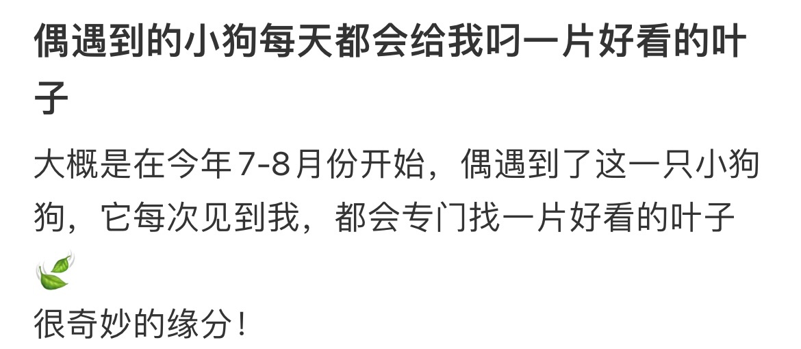 小狗每天都会给我叼一片叶子 ​​​