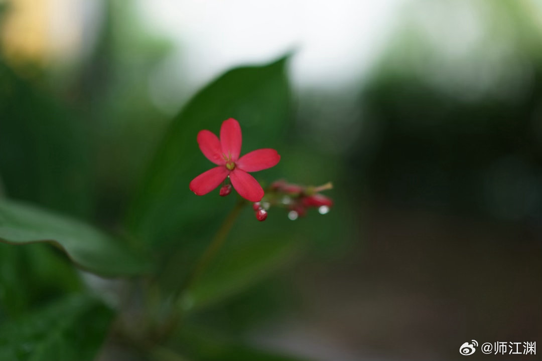 继续奉上花花草草的每一天，广州7月天花草花开 索尼RX1 广州·广东艺术剧院