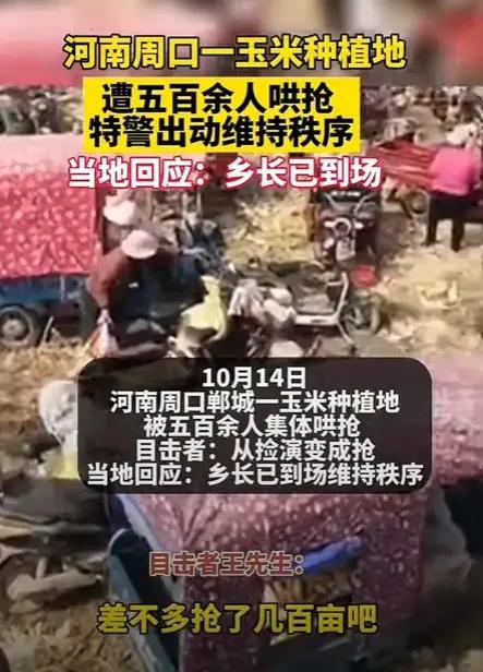 法不责众？
近日河南周口五百余名群众在别人承包地里哄抢玉米，场面十分热闹，大家手