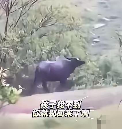 看哭了！安徽母牛被主人呵斥后，冒大雨深山寻子23小时，母爱从不分物种
 
安徽深