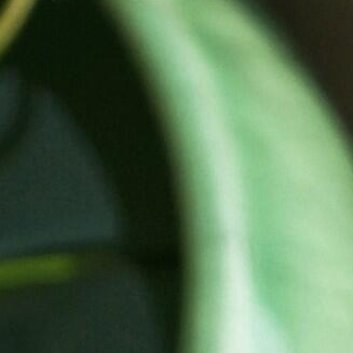 种植 🌼一叶莲修剪方法1.修剪时间 一叶莲的修剪通常在花期结束后，即秋季进行。