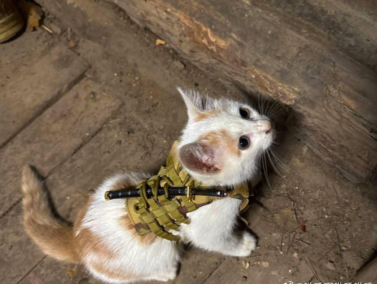 战场哈基咪
俄乌冲突 ​​​