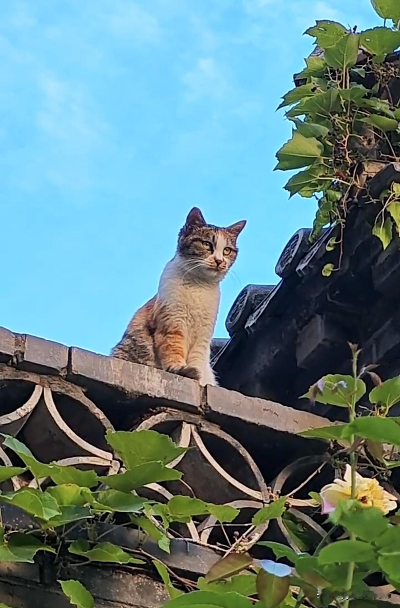 分享路边的猫咪这是无意中在逛北海公园时随拍的猫猫.