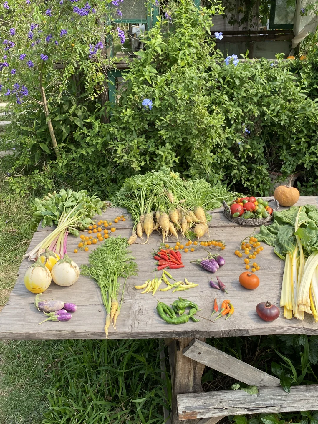 在菜地里收获了一个春天🍅🍆🌶️🥕～