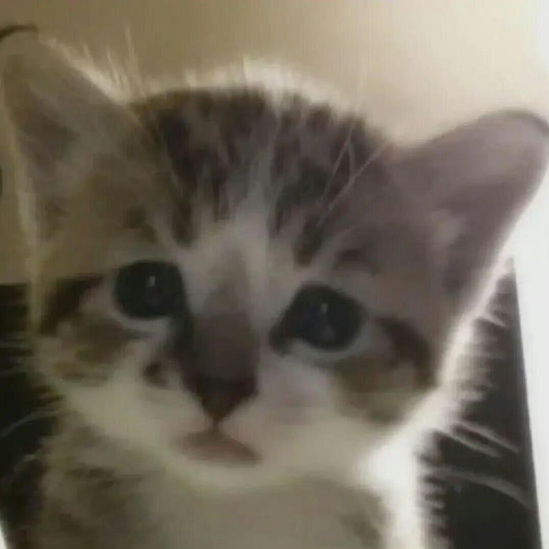 可爱小猫头像₍^.  ̫ .^₎ 