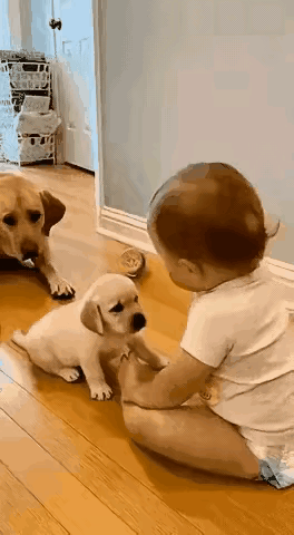 不许欺负我的孩子！