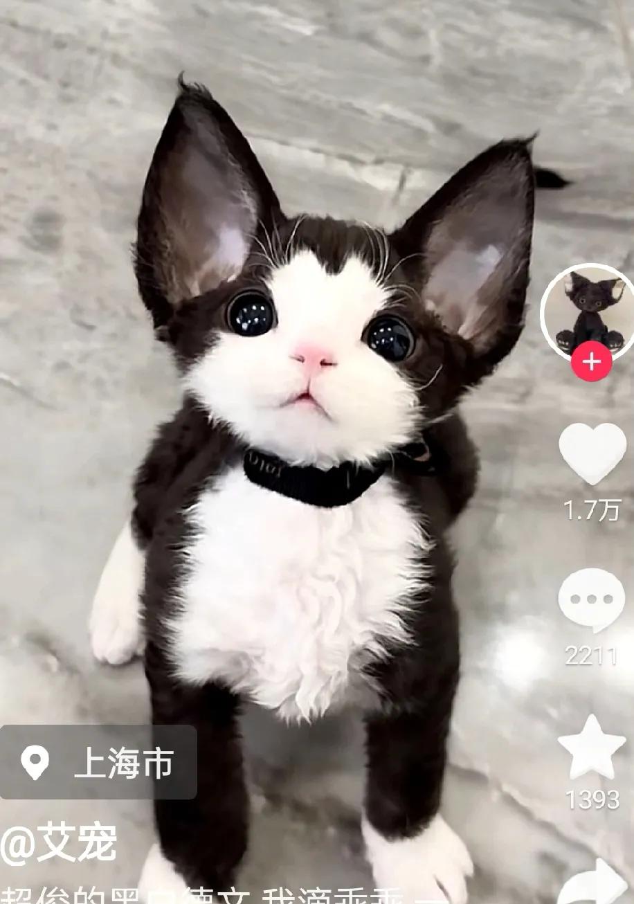 这是德文吗?长得这么好看。眼中有星辰大海。一身奶牛毛色，黑白分布美观，开脸完美。