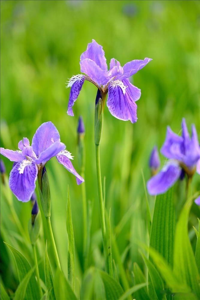 第一次知道鸢尾花，源自舒婷的一首朦胧诗《会唱歌的鸢尾花》。

那时只闻花名，北方