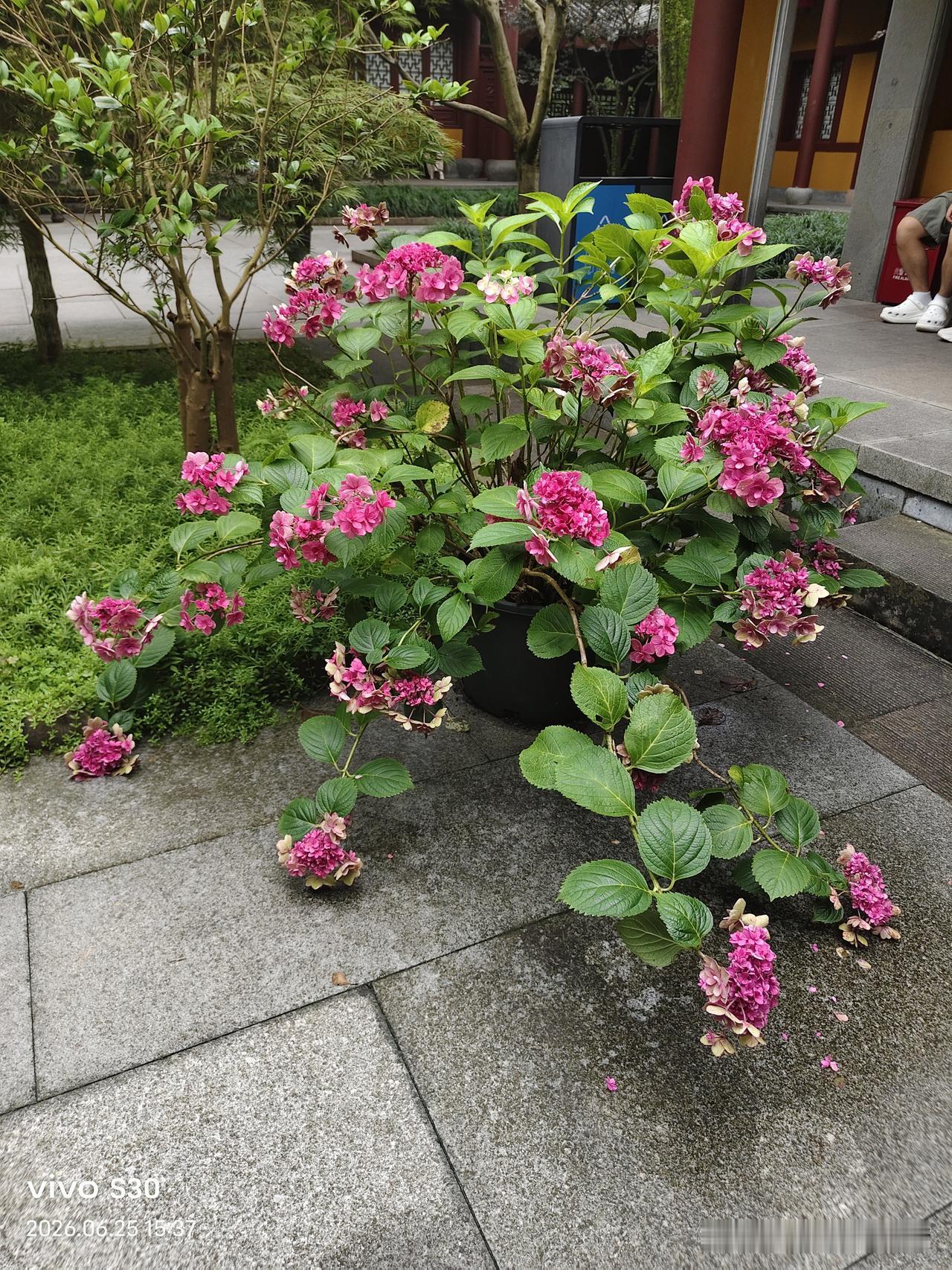 真心话茶局