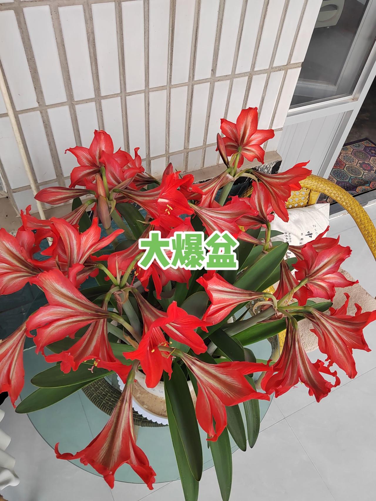 朱顶红养护 朱顶红 朱顶红杂交