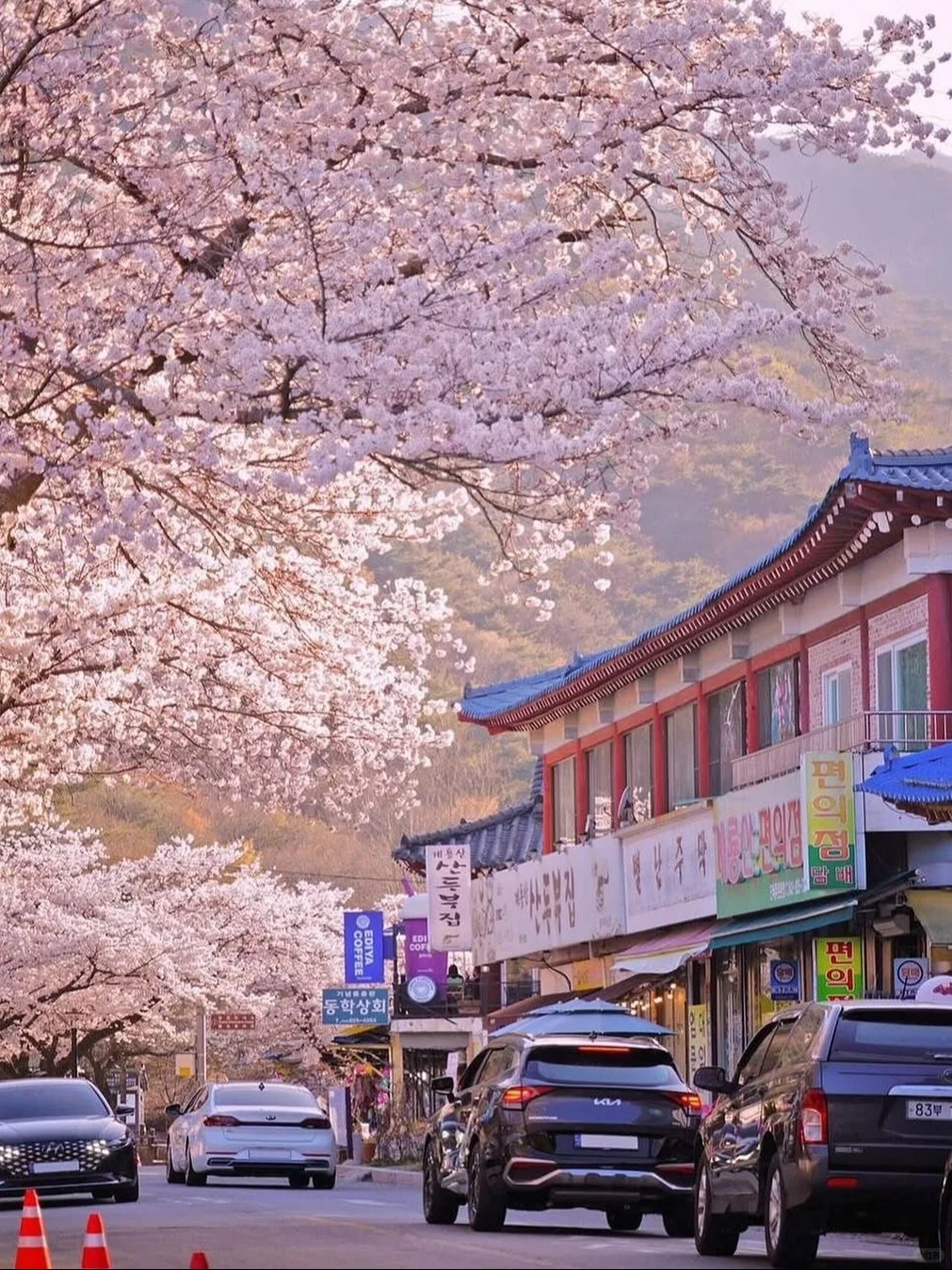 人生建议，总要在3月份来韩国看一次樱花吧