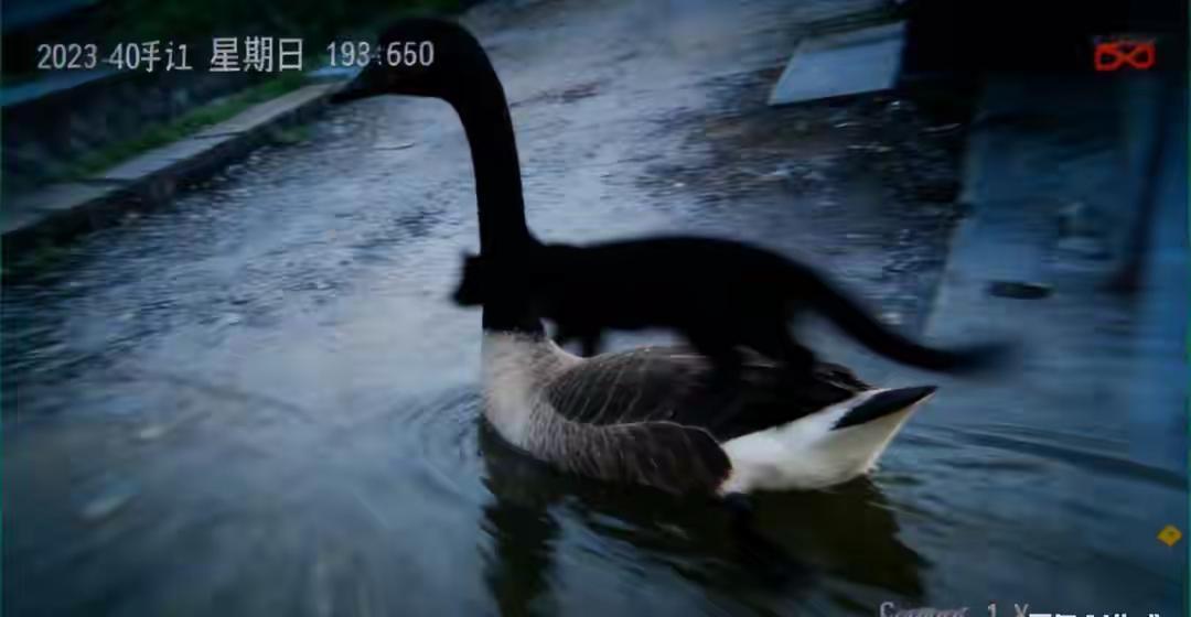 河南信阳的曹大哥最近愁得觉都睡不安稳，自家养的大白鹅都长到18斤沉了，居然在门口