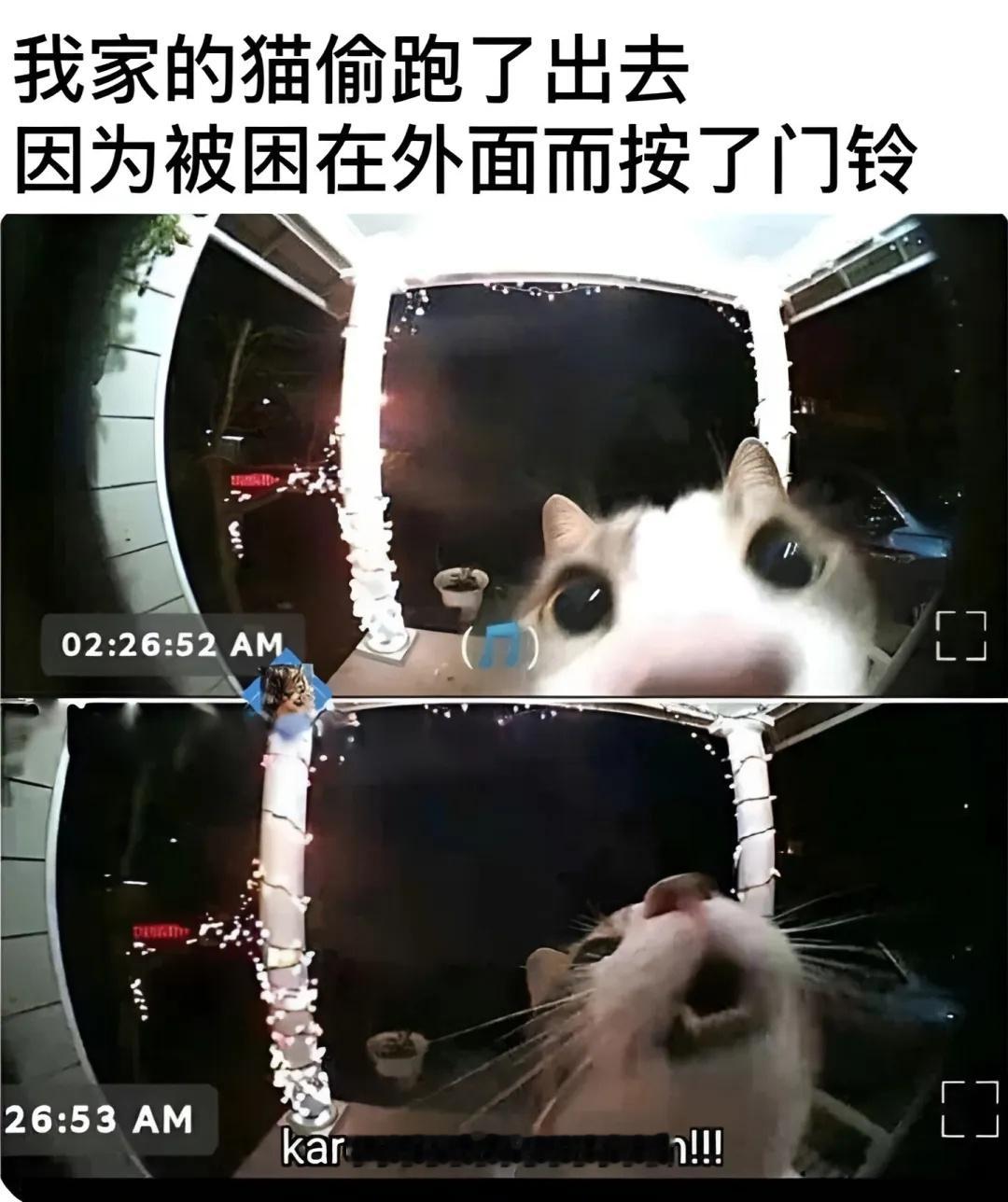 “快开门啊，是可爱的猫咪啊！”😺 一些猫meme  / 