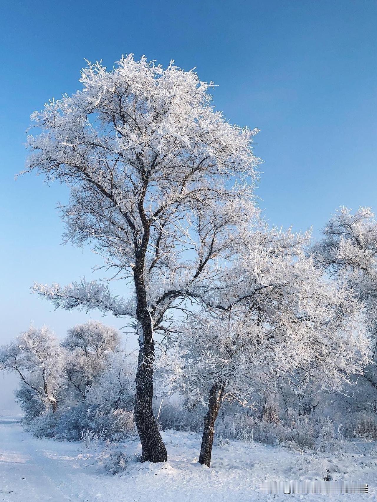 吉林雾凇美疯了！