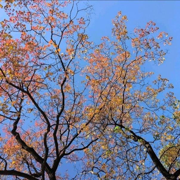 春赏秋景：红叶醉秋色
看图写话：
金风玉露润丹枫，
靓丽娇容淡紫红。
疏枝漫卷赤