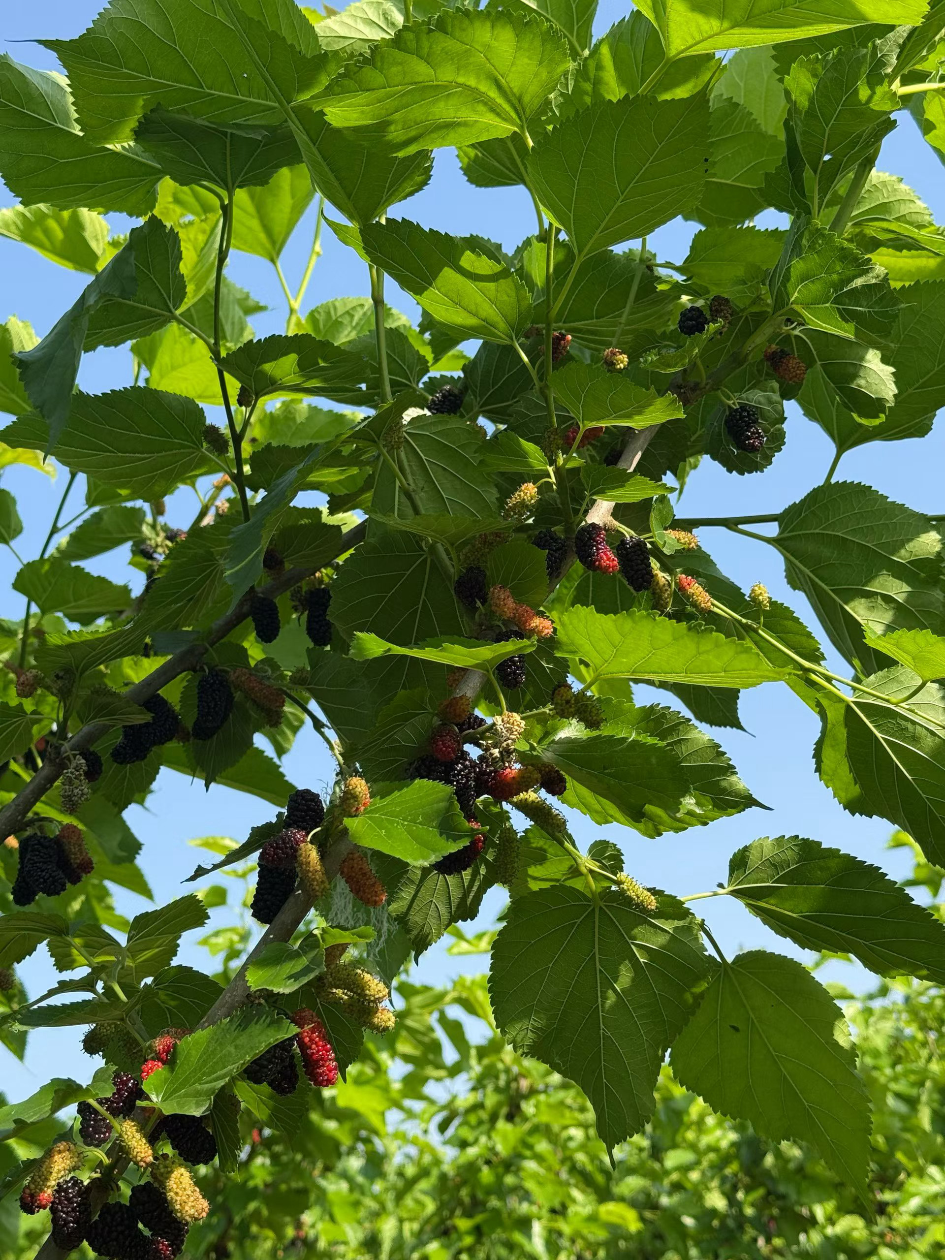 爱每个阶段的自己不卑不亢 坦然自若 有人爱 有事做 有所期待 人生是一场巨大的后