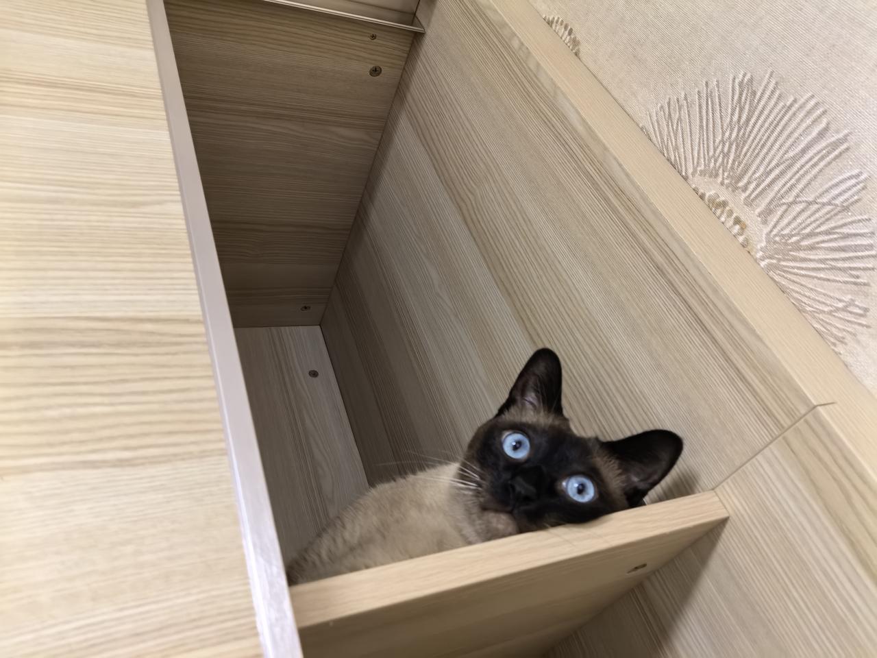关于领养猫猫的意义，其实你可以这么想。
有陪伴，有安慰，有可爱动作和表情，有好玩