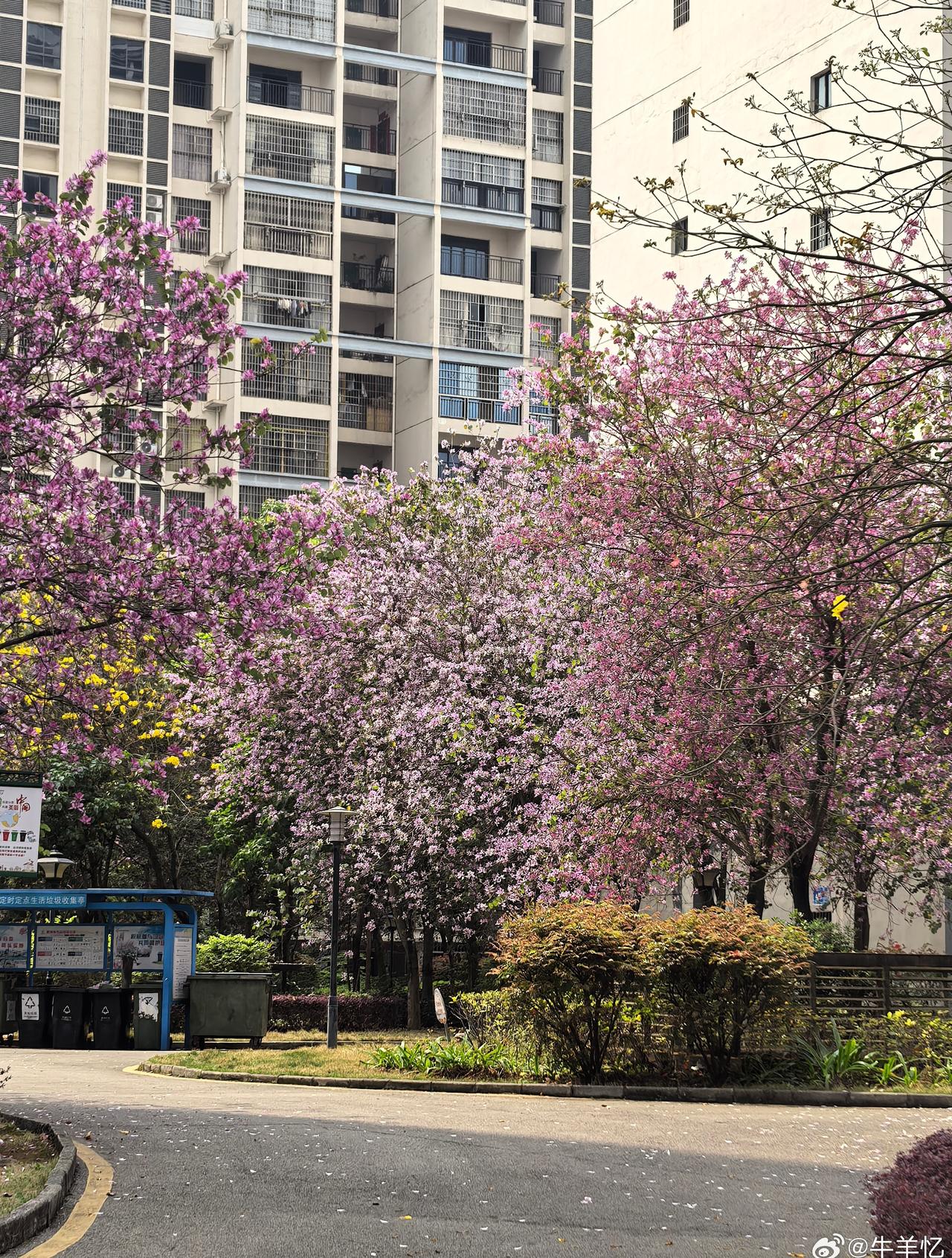小区的紫荆花也很美！全柳州都美 ​​​