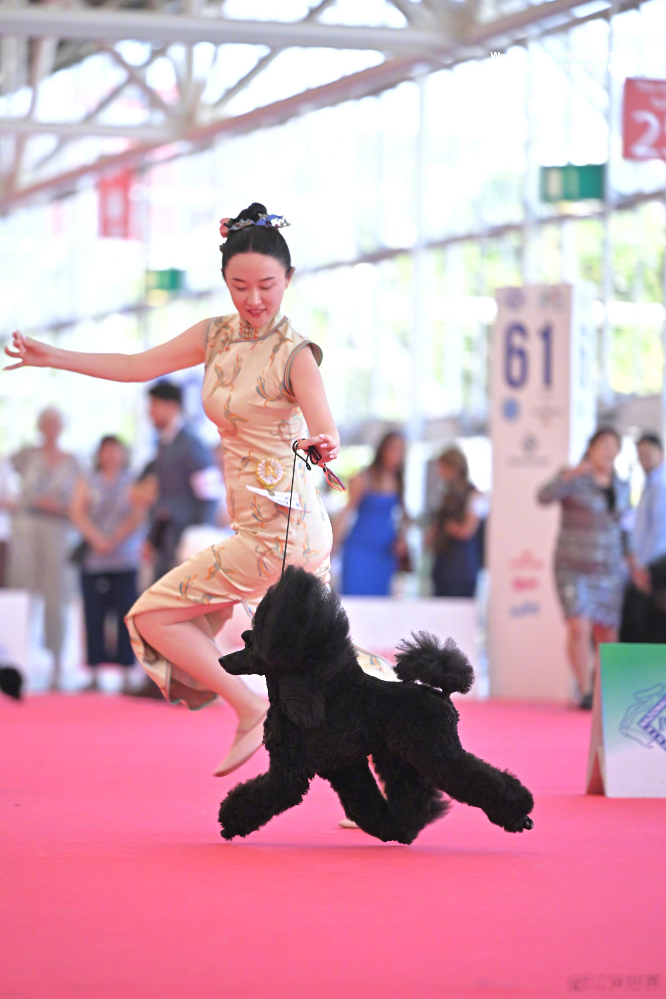 霍思燕爱犬在意大利夺冠 霍思燕爱犬在意大利夺冠，霍蜜蜡真是太争气啦！ 