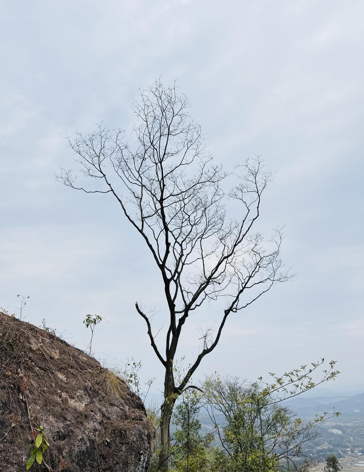 鸡公山
一路风雅嘻
弯转不知疲
树招云蔽日
山顶望红旗
爬山