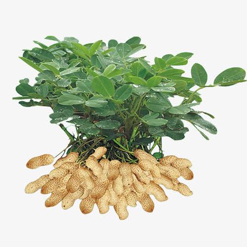 天天啃青菜便秘没改善，一把花生下肚却通畅了？原来肠道喜欢的是这个
 
本以为狂吃