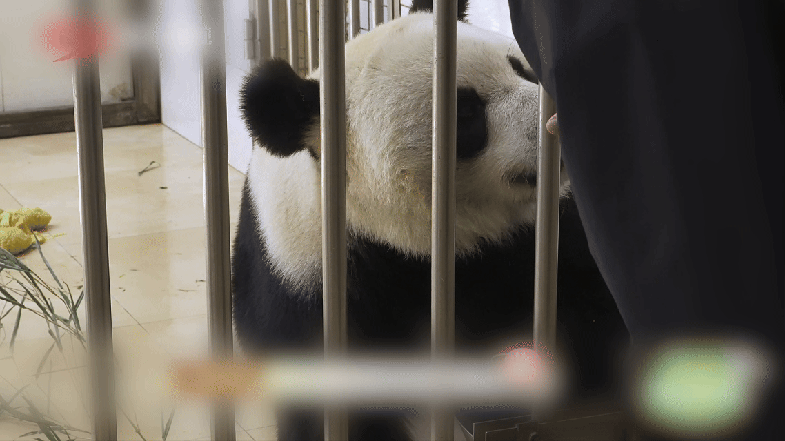 熊猫盼月在阿坝相亲名场面 日照变长，繁育园里的择偶期开始了。女主沿着活动场边缘走