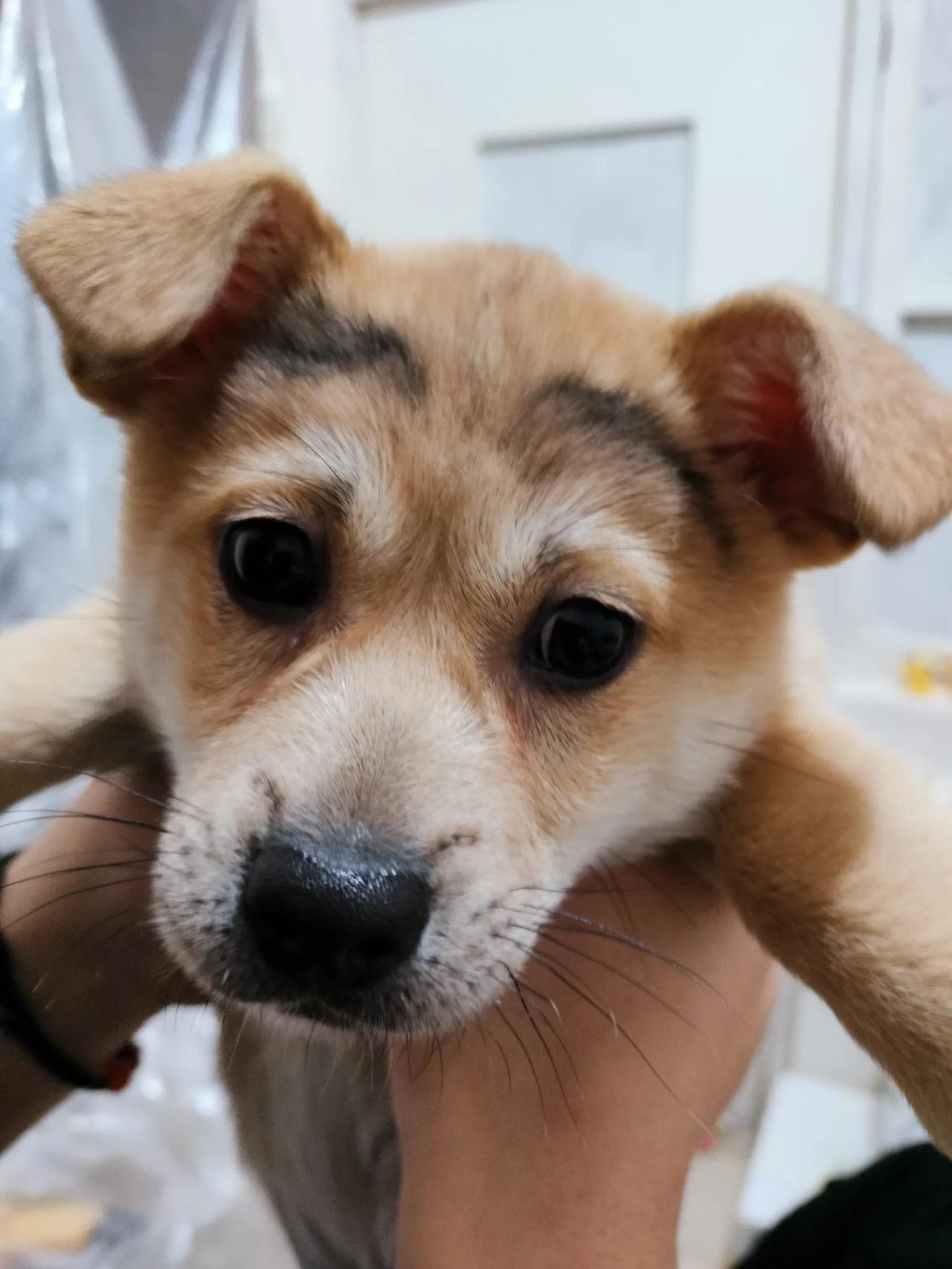 萌宠小可爱，狗狗求抱抱！🐾💕