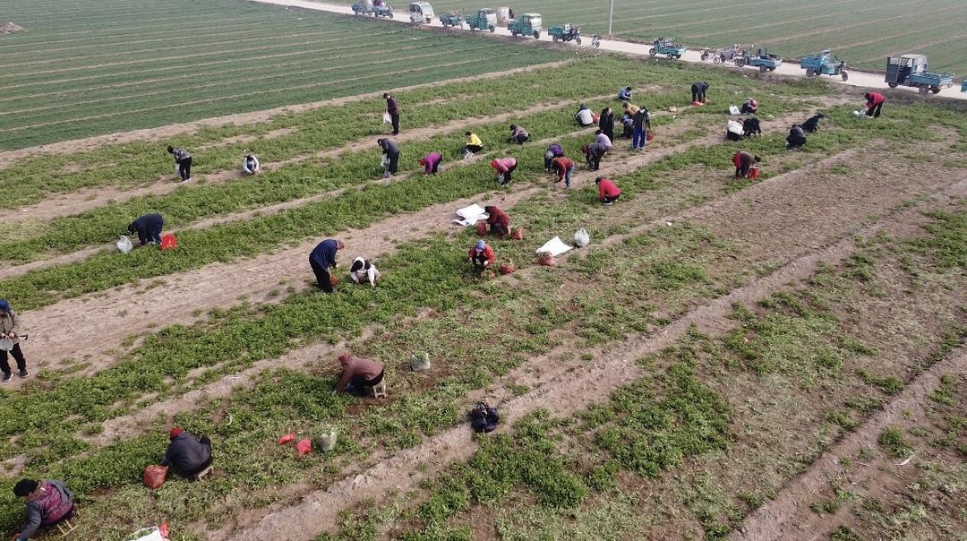 田间野菜身价翻倍，电商平台销量暴涨，普通人能趁机大赚一笔吗？


以前田间地头没