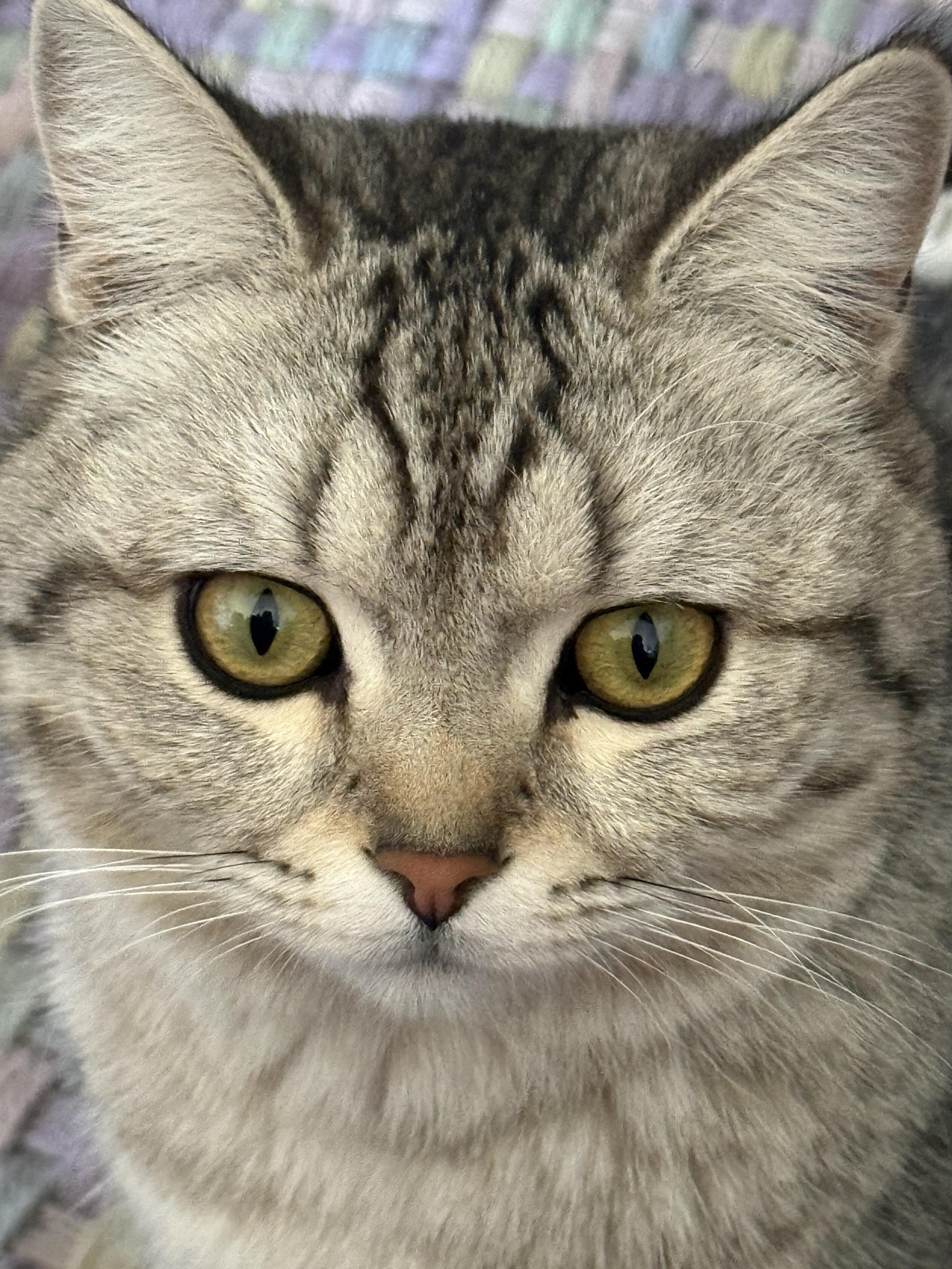 晒猫 它真的好像个小宝宝 一张照片证明你的宠物被你养的很好