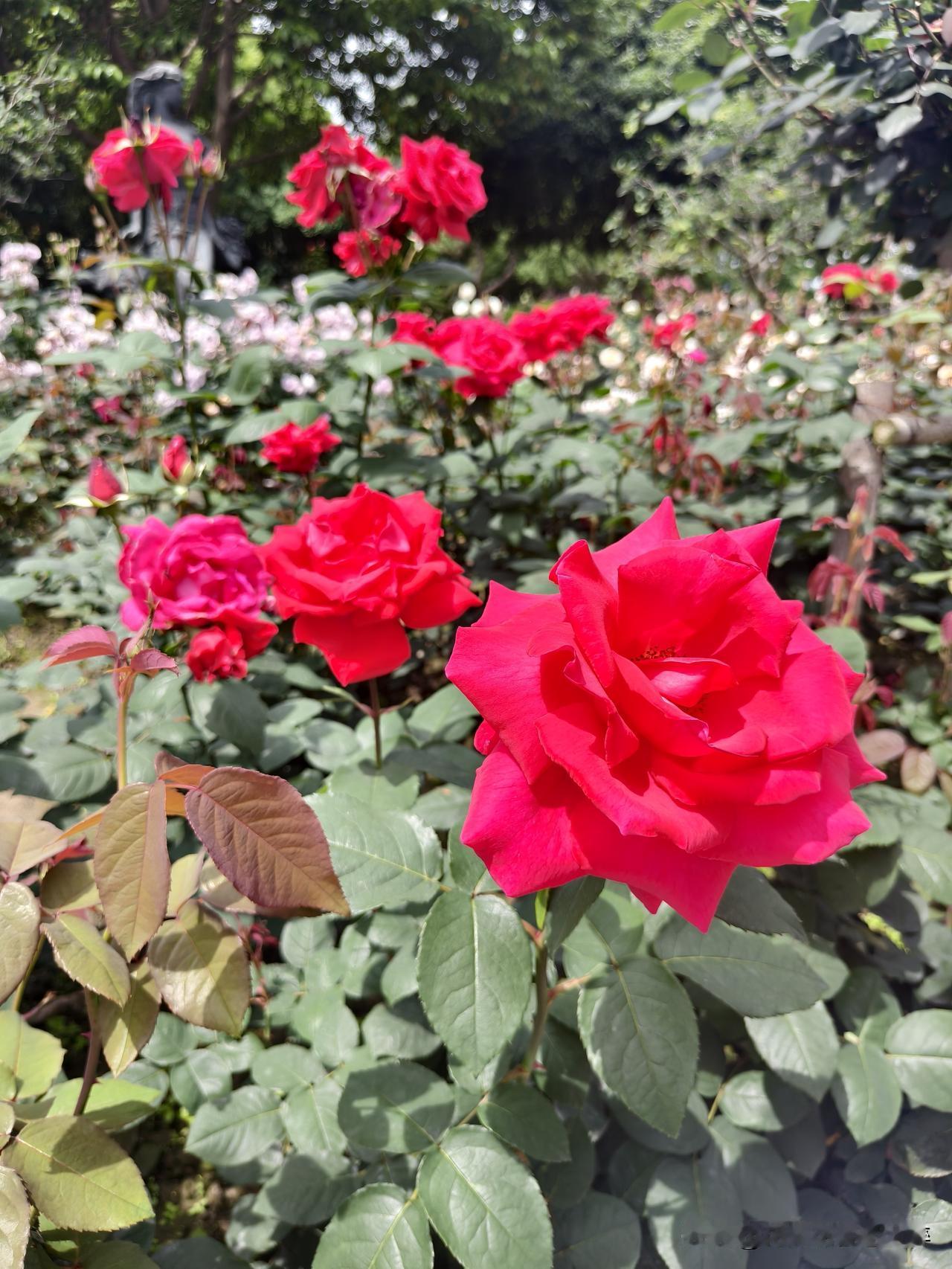 杭州花圃公园美景，自行拍摄