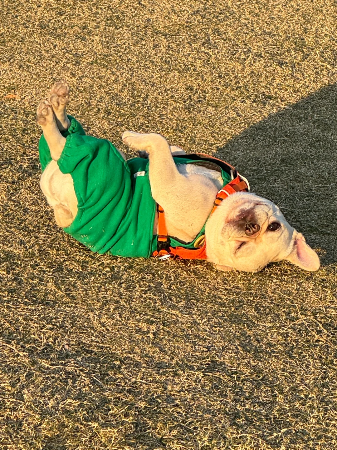 秋天的阳光真的好温柔🧡