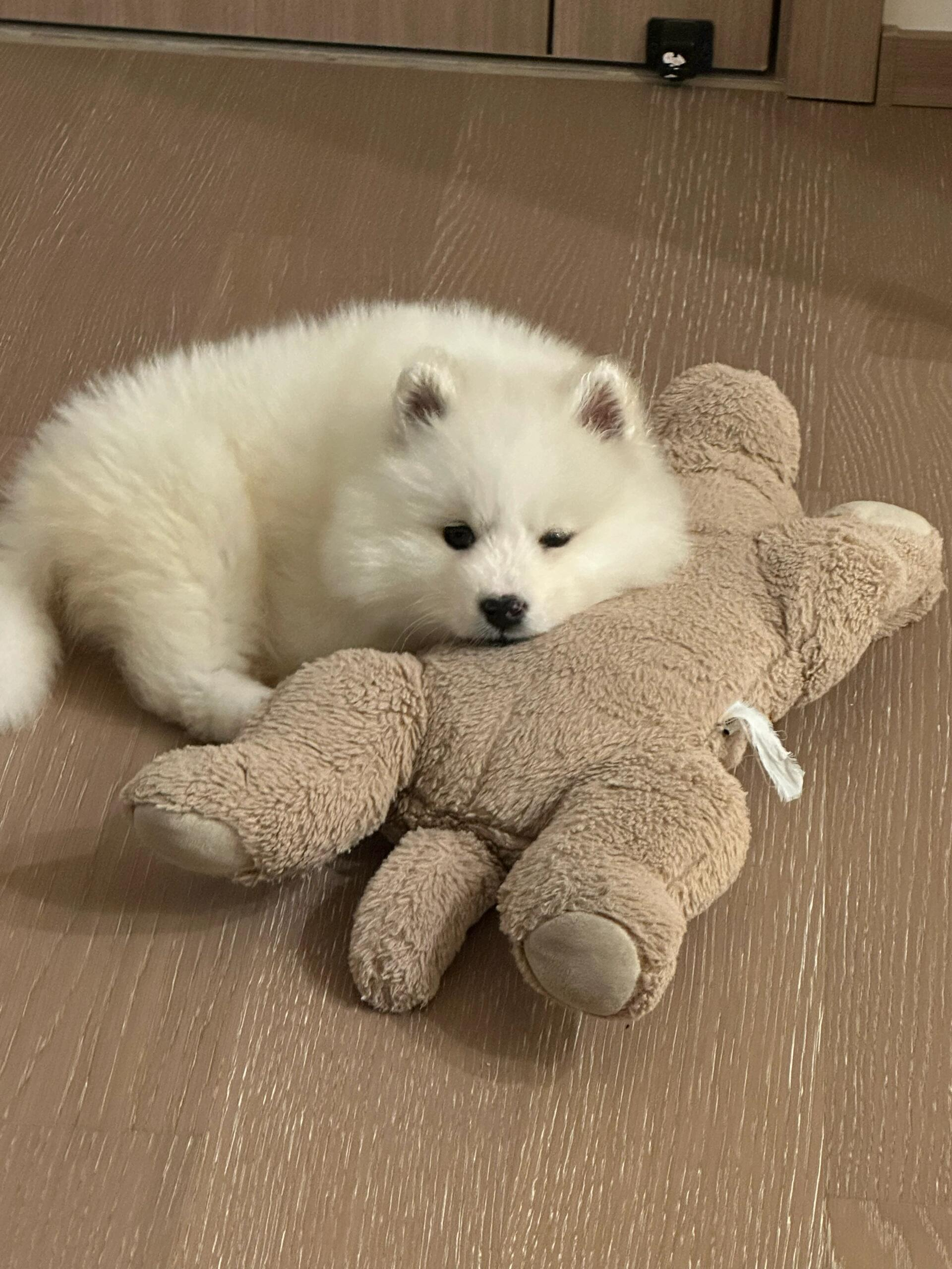 就算很困也要wink的萨摩耶宝宝 