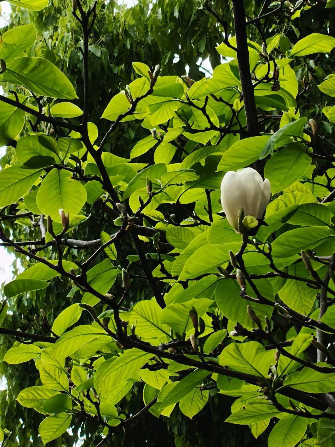 玉兰花开美如玉