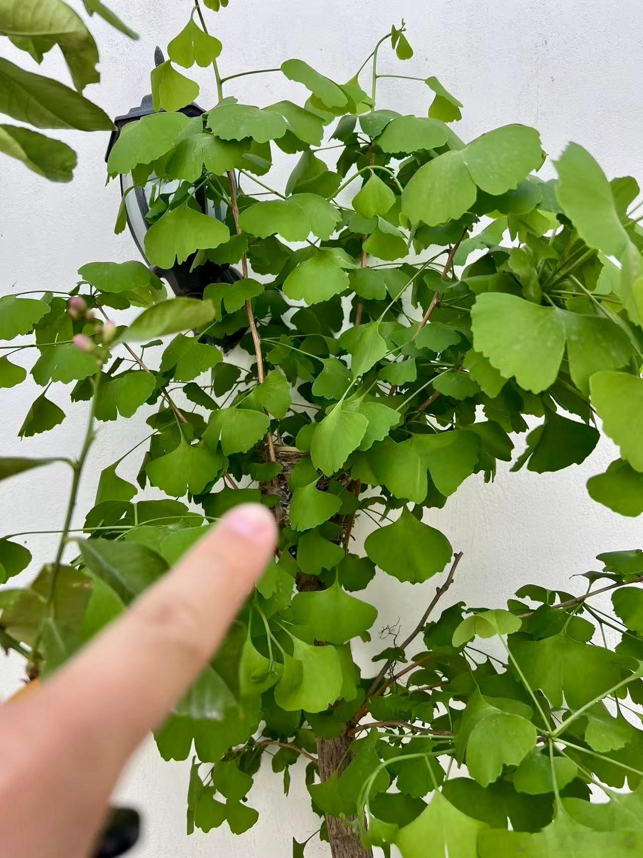 最近小院里的银杏树上竟然发现了一只鸟巢🪹太惊喜了！经过观察巢的主人是这种头顶白