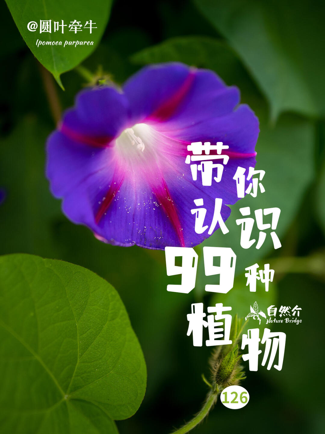 带你认识99种植物