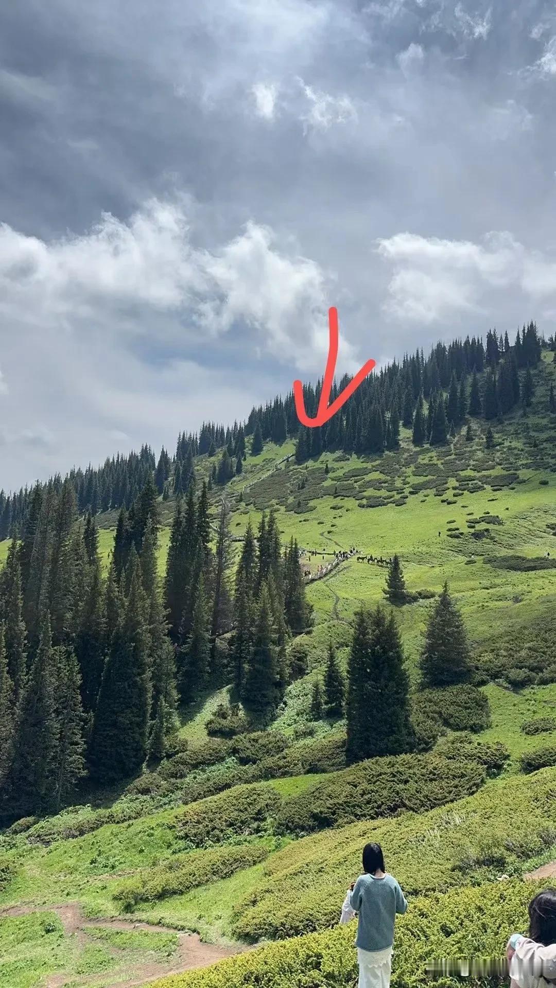 🌲松树头打卡李现同款机位

爬起来是真累
风景也是真美
来都来了，走起