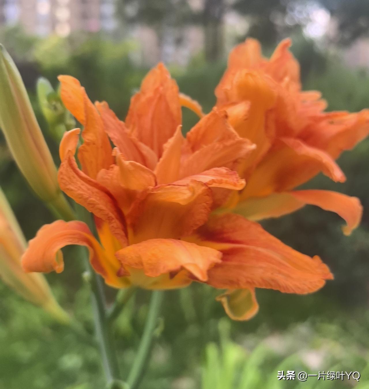 日暖彩悬萱草舞
春和福聚锦堂宁