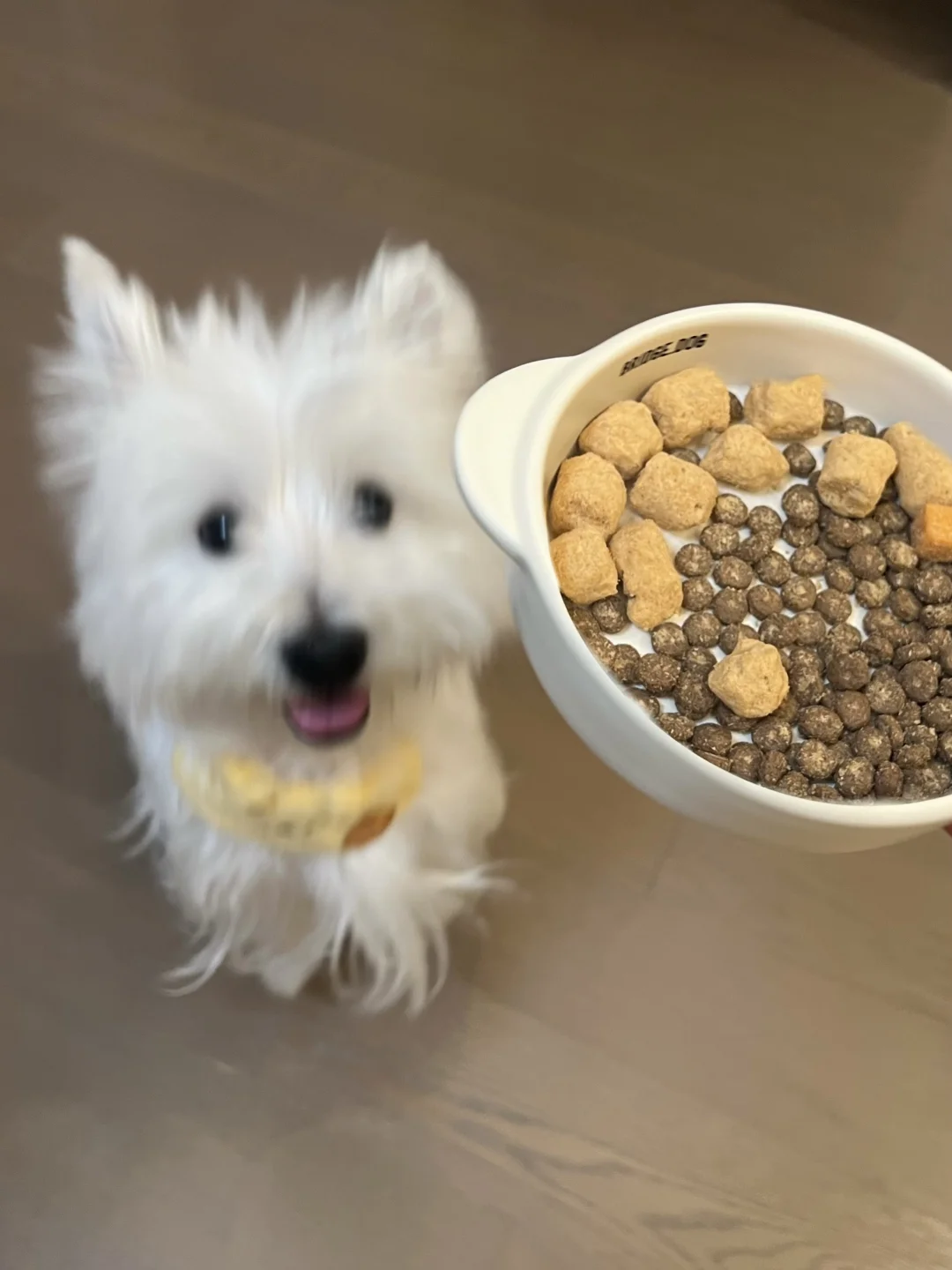 小白狗表示这辈子的狗粮已经定型了