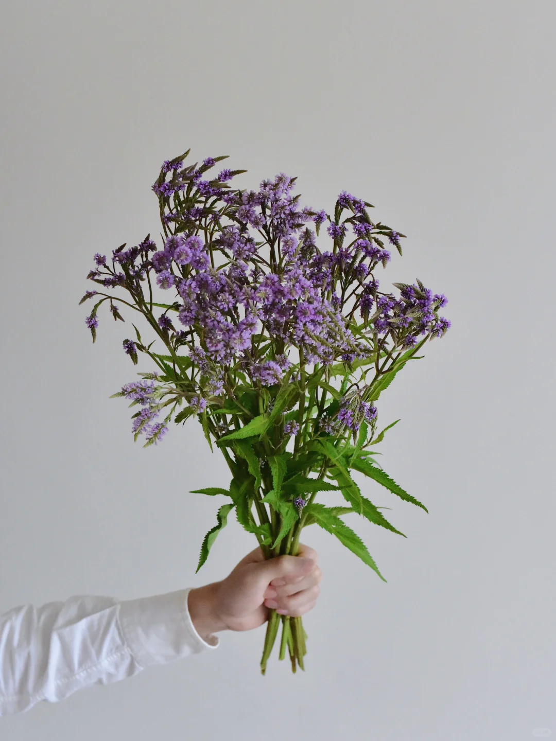 草花·穗状马鞭草