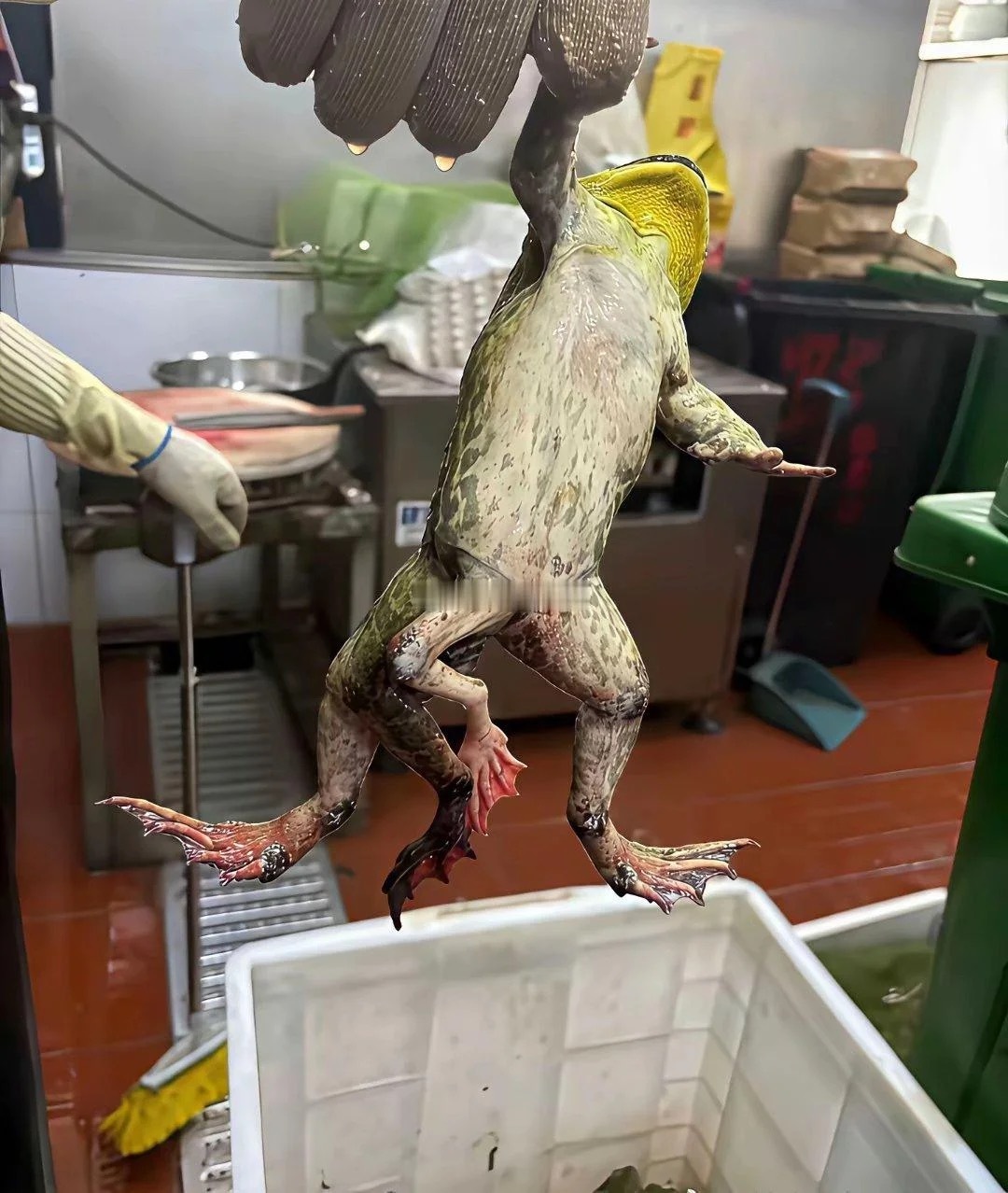 这就是现在不敢吃牛蛙的原因 