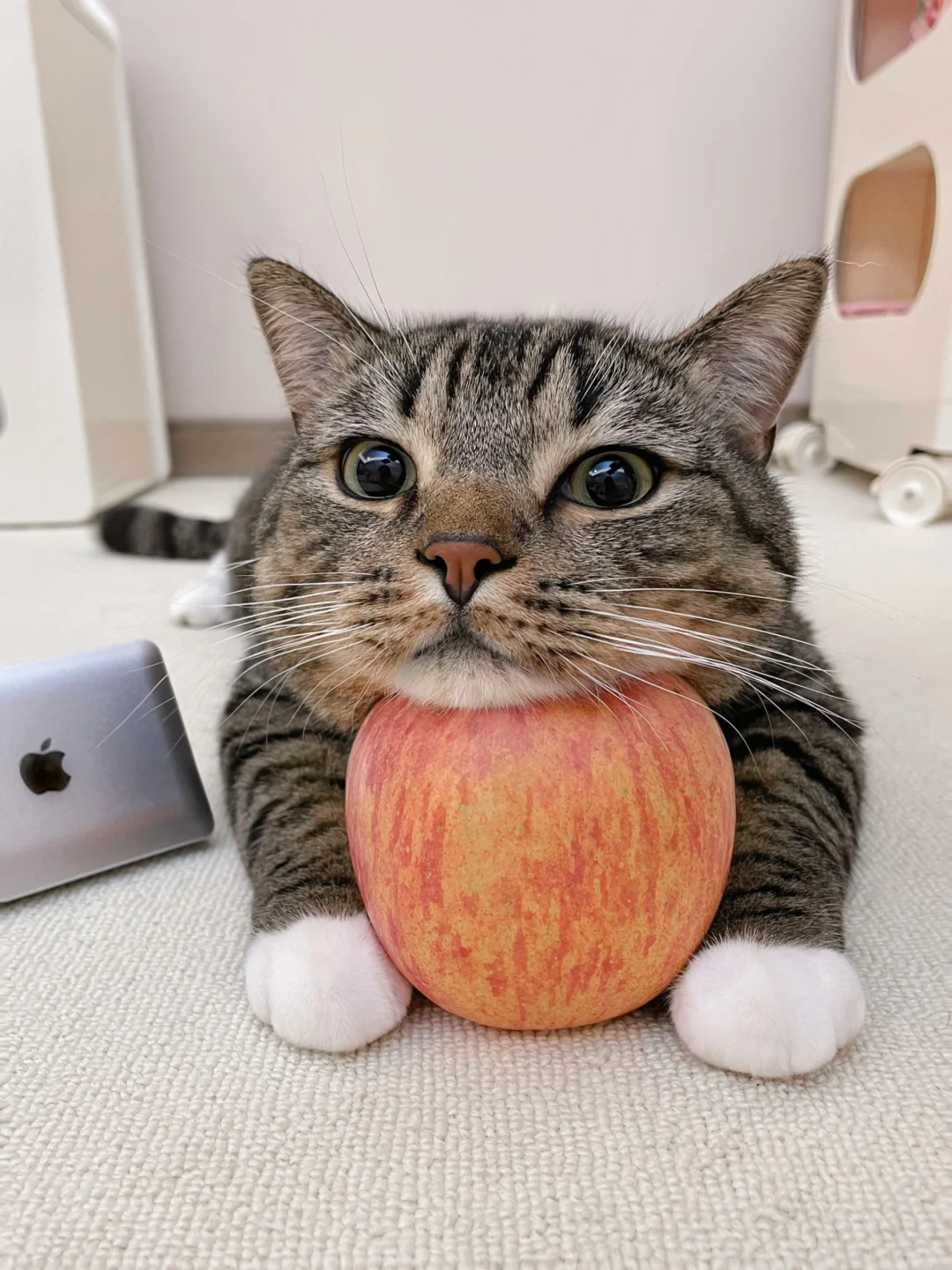 15张猫猫头像攻击！哪张最能拿下姨姨的心❤️！