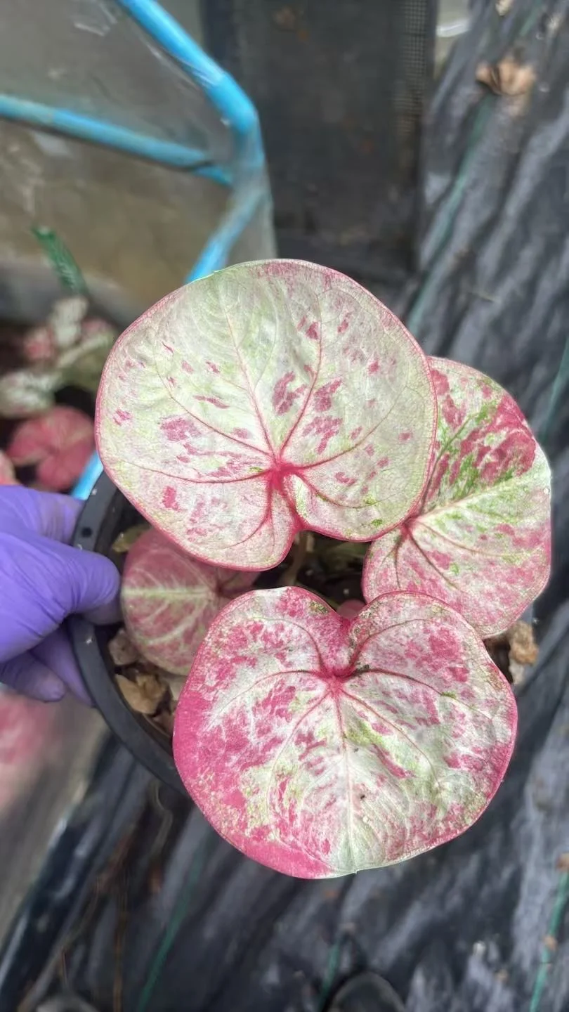 我们滴桃花太可爱了