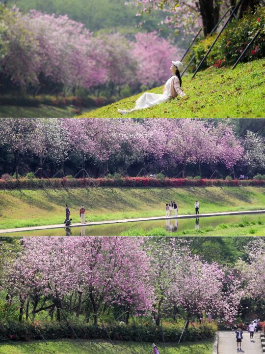 真的在深圳❗️我以为到了新疆杏花沟🌸