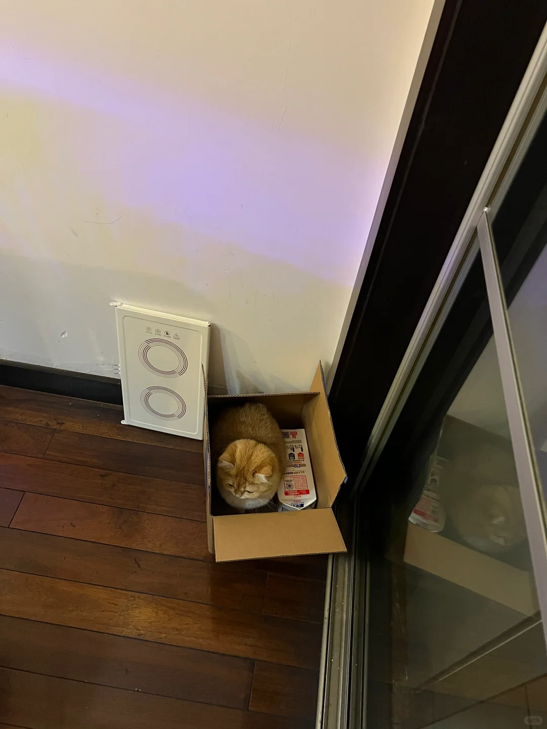 让我看看还有谁家的猫咪也爱纸盒子🙋