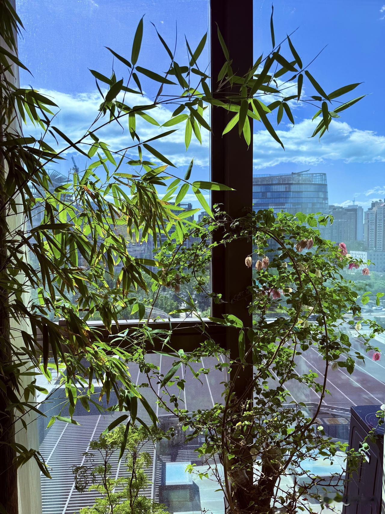 今日北京蓝天白云，空气清新。
一觉醒来，北京一扫连续好几天的阴霾，阳光明媚，白云