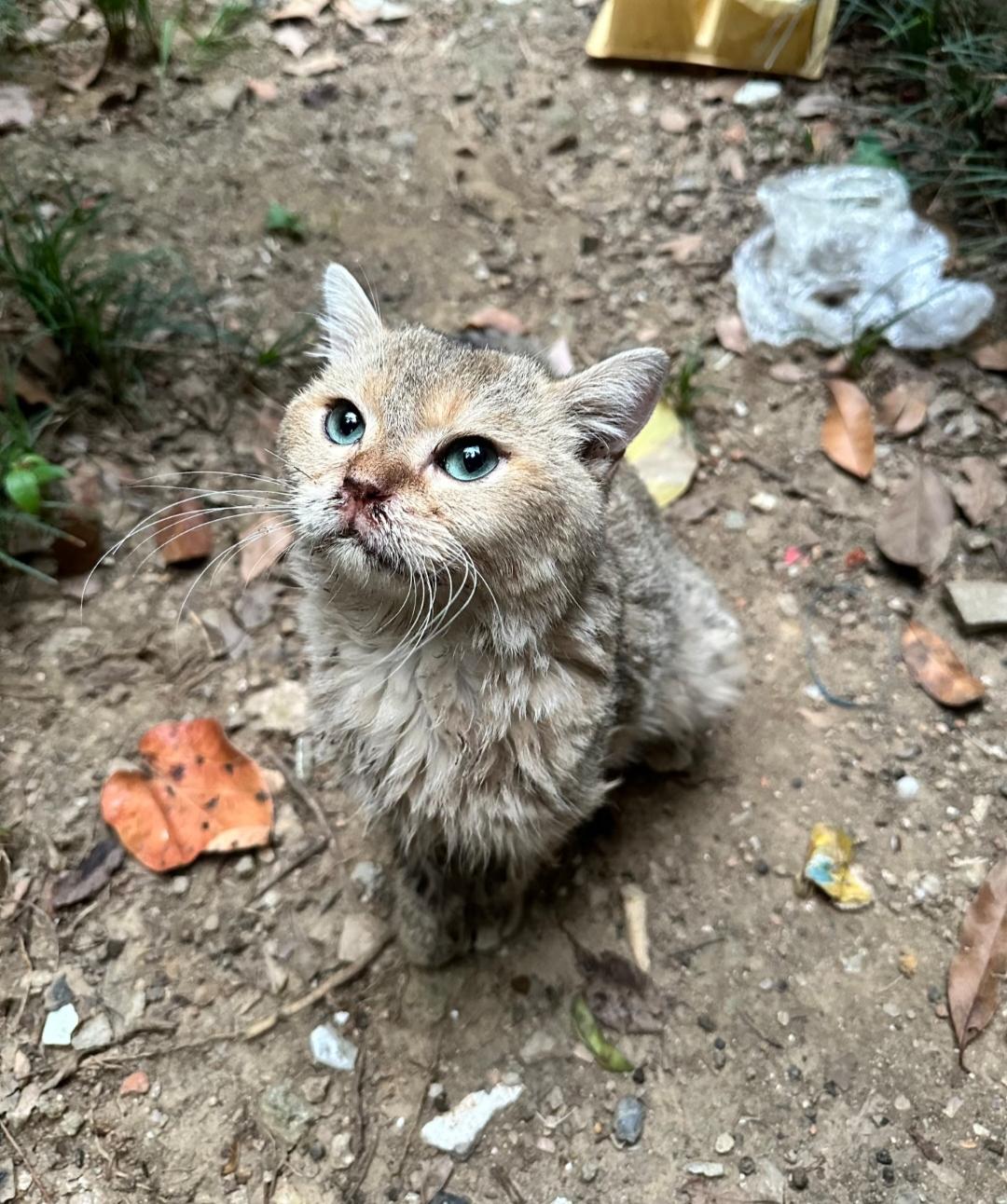 就连玄学都无法解释清楚了!
昨天去买菜，在菜市场外面发现了一只被老鼠夹绊住的流浪