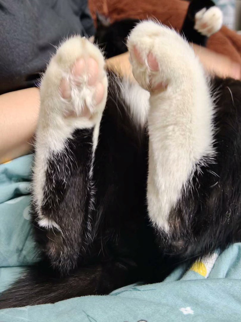 唐突凑近者，我蹬之！蹬之！蹬之！daily奶牛猫 （投稿：） 
