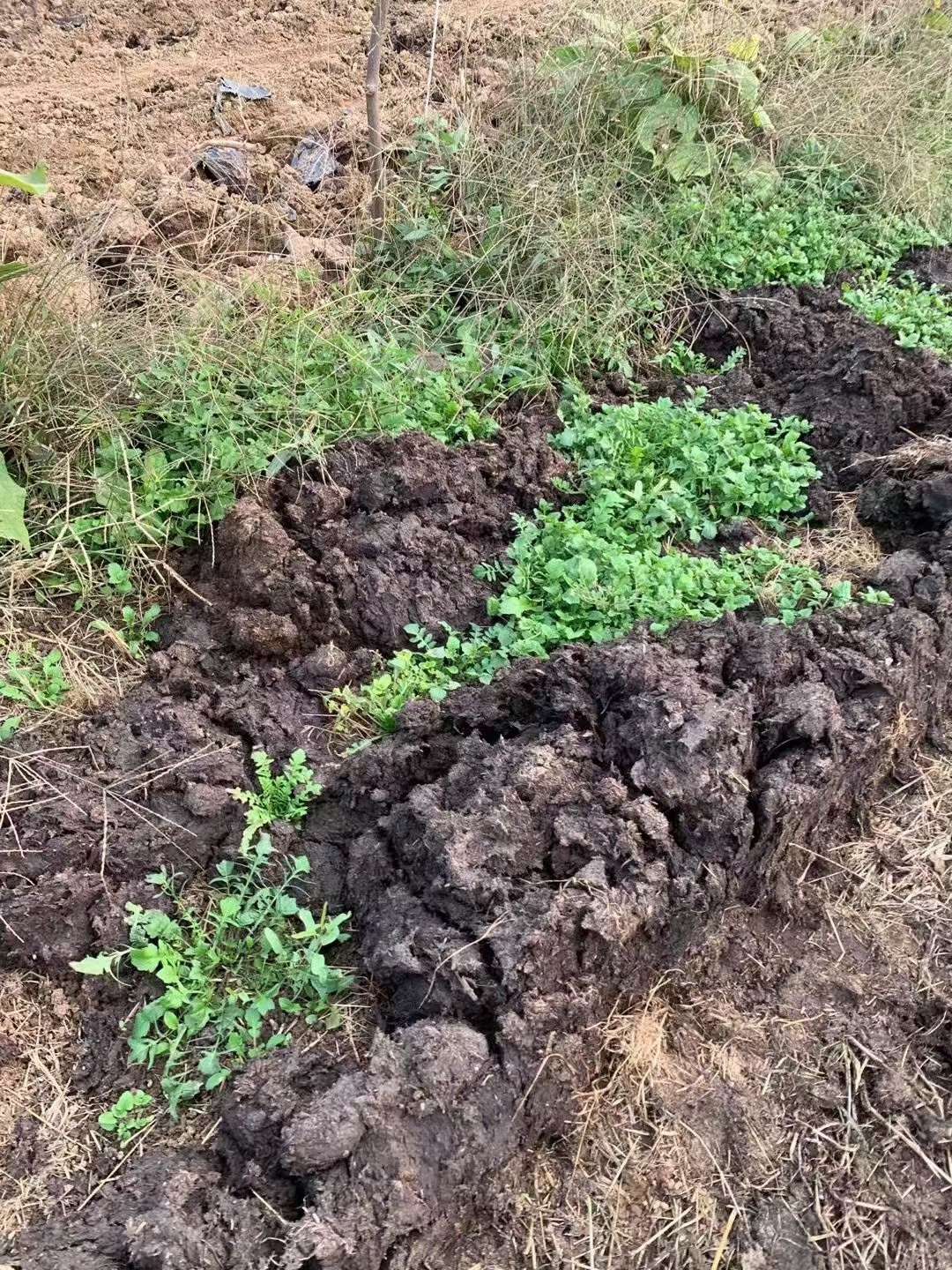 三年修复土壤，种植无化肥农药，牛粪秸秆有机肥为果园的肥力来源。老徐高标准有机猕猴