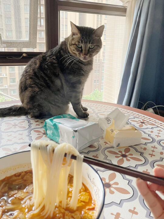 煮个螺蛳粉把猫熏吐了