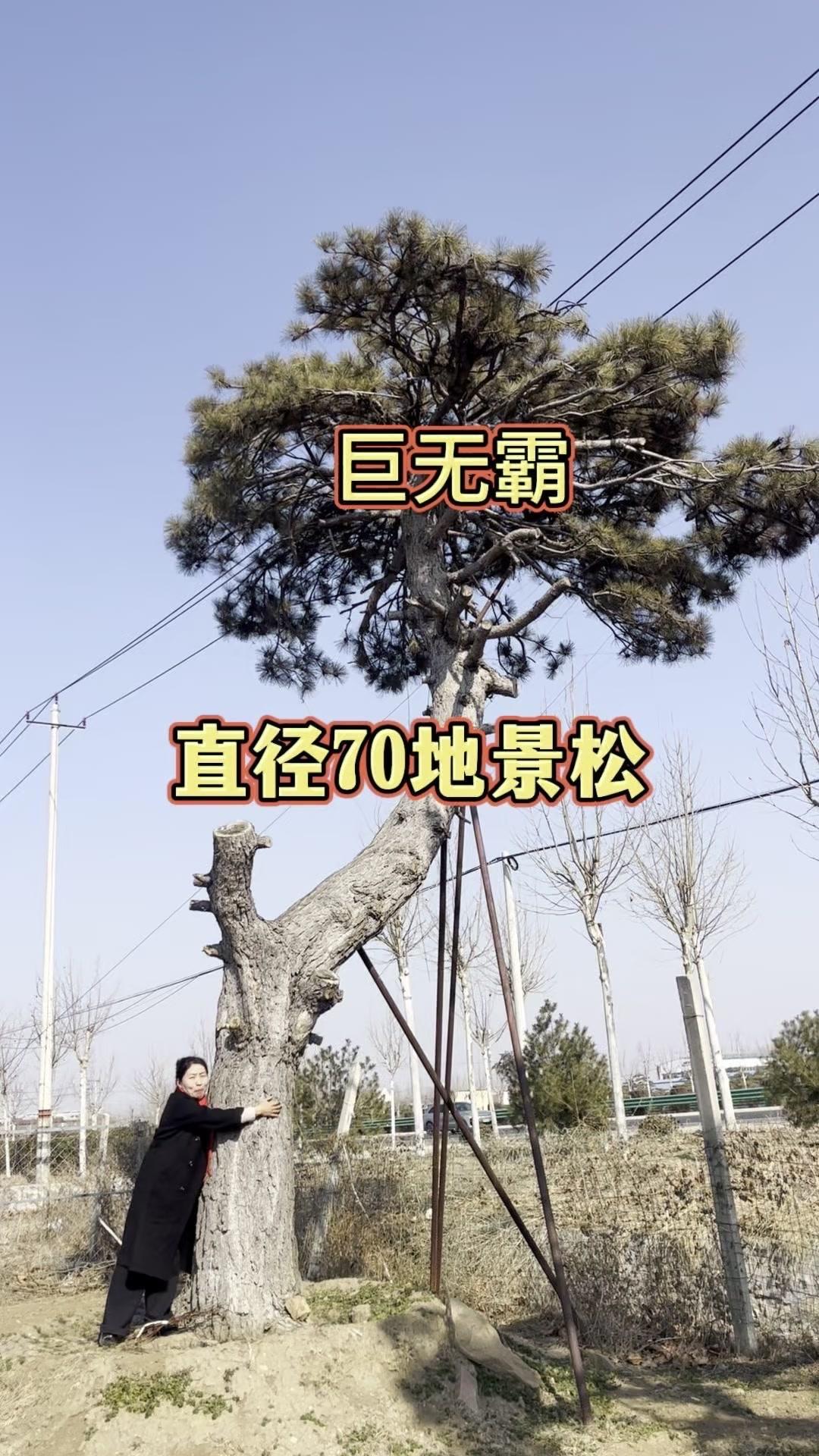 见过70公分直径的地景松树吗？🌳山东独有的巨型油松，树干沧桑感十足，像一位沉默